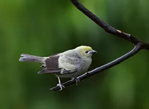 Images Dated 13th January 2015: Palm Tanager (Thraupis palmarum), Costa Rica