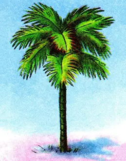 Palm Tree