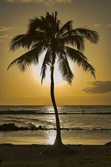 Images Dated 5th March 2013: Palm tree in backlight, Kauai, Hawaii, United States