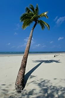 Images Dated 22nd September 2008: Palm tree, beach, Cape Tribulation, Queensland, Australia