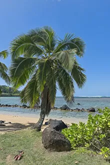 Images Dated 5th March 2013: Palm tree on the beach, Kauai, Hawaii, United States