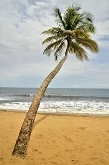 Images Dated 18th May 2012: Palm tree on the beach in Kribi, Cameroon, Central Africa, Africa