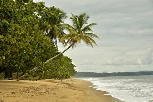 Palmaceae Gallery: Palm tree on the beach in Kribi, Cameroon, Central Africa, Africa