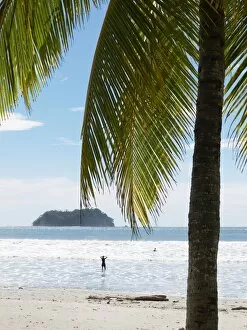 Palm Leaf Collection: Palm tree on the beach, Playa Samara, Nicoya Peninsula, Costa Rica, Central America