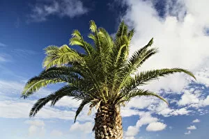 Palmaceae Gallery: Palm tree against a blue sky, Lanzarote, Canary Islands, Spain, Europe