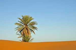 Images Dated 16th May 2010: Palm tree in the desert of Erg Chebbi, Morocco, Africa, PublicGround