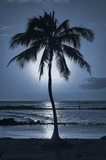 Images Dated 5th March 2013: Palm tree, evening mood, Kauai, Hawaii, United States