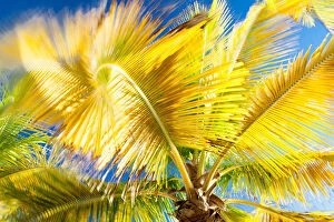 Palm Leaf Collection: Palm tree moving in breeze