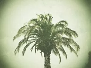 Palmaceae Gallery: Palm tree, retro look