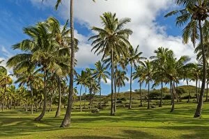 Palm trees, beach of Anakena, Rapa Nui, Easter Island, Chile