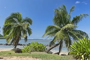 Images Dated 5th March 2013: Palm trees on the beach, Kauai, Hawaii, United States