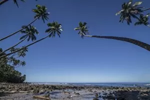 Palm trees on the beach of Lavena, Taveuni, Fiji