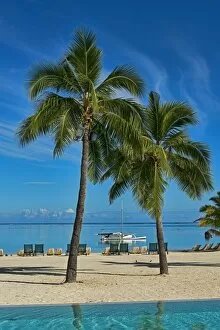Images Dated 12th March 2013: Palm trees on the beach, Moorea, French Polynesia