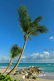 Images Dated 30th January 2012: Palm trees on the beach, Saint Lawrence Gap, Barbados