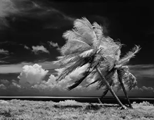 Windy Gallery: Palm trees blowing in wind