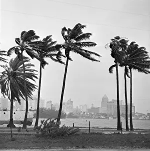 Hurricane Prints: Palm Trees Blowing In Wind
