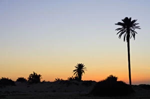 Images Dated 16th September 2010: Palm trees on the Flamingo Island Ras Rmel, Djerba, Tunisia, Maghreb, North Africa, Africa