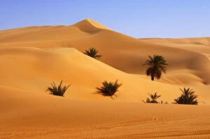 Palmaceae Gallery: Palm trees growing in the hot desert sand, Mandara Valley, Ubari Sand Sea, Sahara, Libya