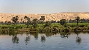 Palmaceae Gallery: Palm trees reflected in the Nile, Egypt, Africa