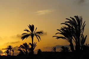 Images Dated 19th September 2010: Palm trees silhouetted at sunset, Djerba, Tunisia, Maghreb, North Africa, Africa