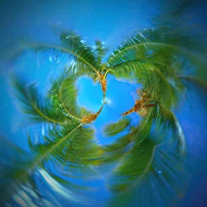 Images Dated 27th October 2012: Palm Trees Tiny Planet