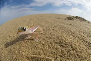 Kaokoland Prints: Palmetto web-footed Gecko (Palmatogecko rangei) in the Desert