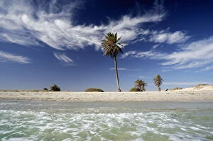 Palms on the beach, Djerba island, Tunisia, Maghreb, North Africa, Africa