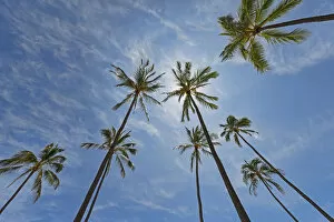 Images Dated 21st March 2013: Palms, Hanauma Bay, Oahu, Hawaii, United States