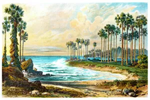 Images Dated 7th March 2017: Palmyra palm trees on the beach of Ceylon