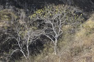 Deciduous Tree Collection: Palo Santo tree -Bursera graveolens-, Isla de San Cristobal, Galapagos Islands, Ecuador