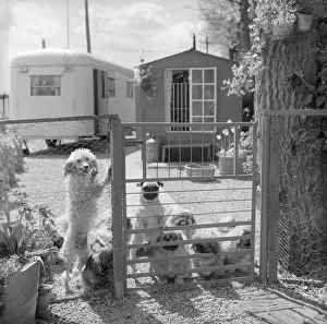 Pampered Pekinese Pets