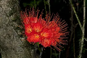 Ecuador Prints: Panama Flame Tree or Rose of Venezuela -Brownea macrophylla