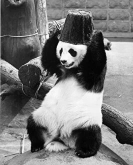 Images Dated 31st March 2016: Panda Head Bucket