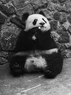 Panda Lunchtime