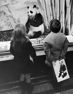 Panda Watch