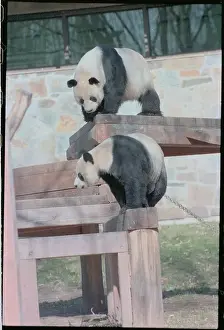 Pandas Ling-Ling and Hsing-Hsing
