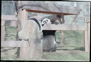Pandas Ling-Ling and Hsing-Hsing
