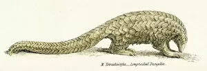 Images Dated 3rd April 2017: Pangolin engraving 1803