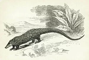 Images Dated 25th April 2017: Pangolin engraving 1851