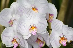 Panicle of white orchid flowers -Phalaenopsis-, hybrid