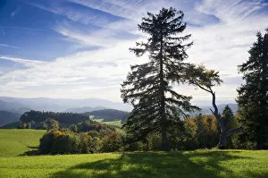 Forests Collection: Panorama near St Maergen, southern Black Forest, Baden-Wuerttemberg, Germany, Europe