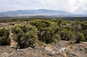 Images Dated 3rd September 2015: Panorama of Shira plateau, Kilimanjaro National Park, Lemosho trail