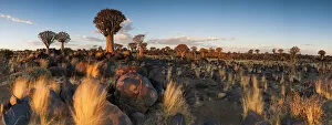 Panoramic Landscape Photo of the Last Golden Light over the Quiver Tree Forest, Keetmanshoop, Namibia
