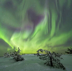 Trees Gallery: Panoramic of Northern lights KittilAÔé¼ Lapland Finland