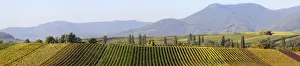 Vinyard Prints: Panoramic photo of the vineyards in autumn between Ilbesheim and Arzheim in the Southern Palatinate
