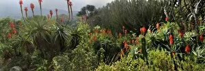 Images Dated 9th June 2016: A panoramic picture taken in Kirstenbosch National Botanical Garden in Cape Town