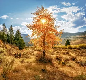 Grand Prints: A panoramic view of a grove of aspens at peak fall color located in the heart of the amazing Grand Teton National Park