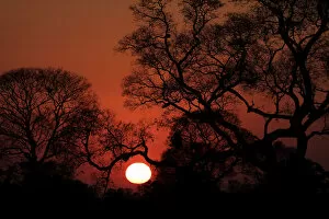 Tree Trunk Gallery: Pantanal Sunrise