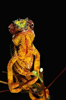 Panther Chameleon (chamaeleo pardalis) on branch, Madagascar