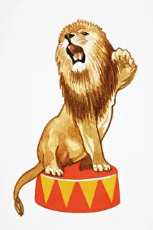 Circus Prints: Panthera leo, Lion sitting on round circus podium roaring and raising one of its paws in the air